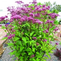Eupatorium Phatom "Purple bush" Rosenflockel