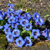 Gentiana acaulis ”Pirin Mt. Form"