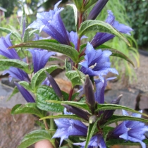 Gentiana asclepiadea