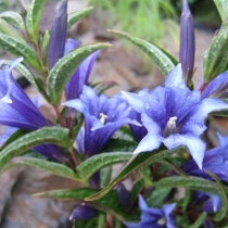 Gentiana asclepiadea