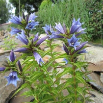 Gentiana asclepiadea