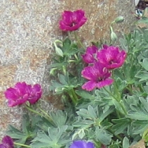 Geranium cinereum ”Purple pillow”