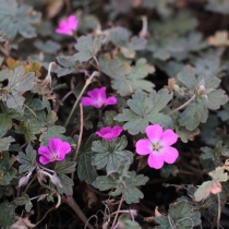 Geranium Hybrid ”Tanya Rendall”