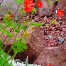 Geum coccineum ”Borisii”