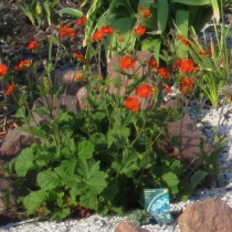 Geum coccineum ”Borisii”