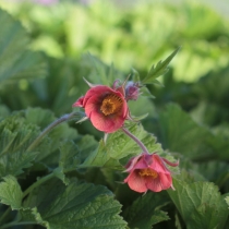 Geum rivale "Leonaros variety"