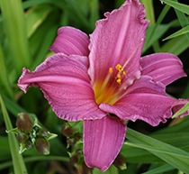 Hemerocallis ”Summer wine”