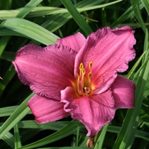 Hemerocallis ”Summer wine”