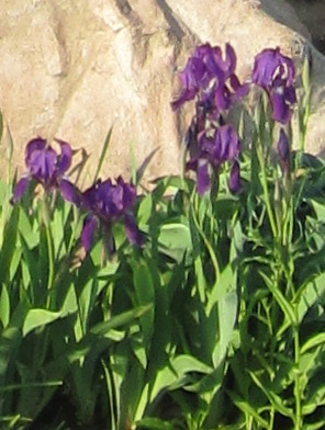 Iris germanica