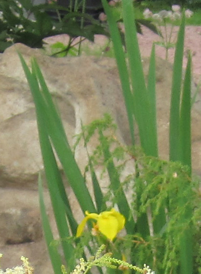 Iris pseudacorus