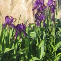 Iris germanica