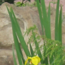 Iris pseudacorus