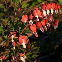 Lamprocapnos (Dicentra) spectabilis Valentine ”Hordival”