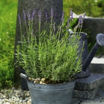 Lavandula angustifolia ”Aromatico”