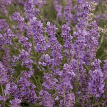 Lavandula angustifolia ”Munstead”