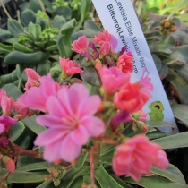 Lewisia "Elise"