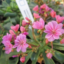 Lewisia "Elise"