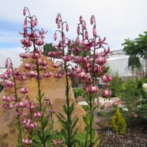 Lilium martagon