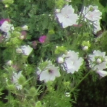 Malva moschata ”alba”