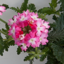 Verbena "Bebop dark pink"