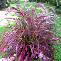 Pennisetum "Fireworks"