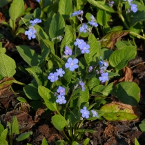 Omphalodes verna