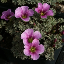 Oxalis enneaphylla ”Patagonica”