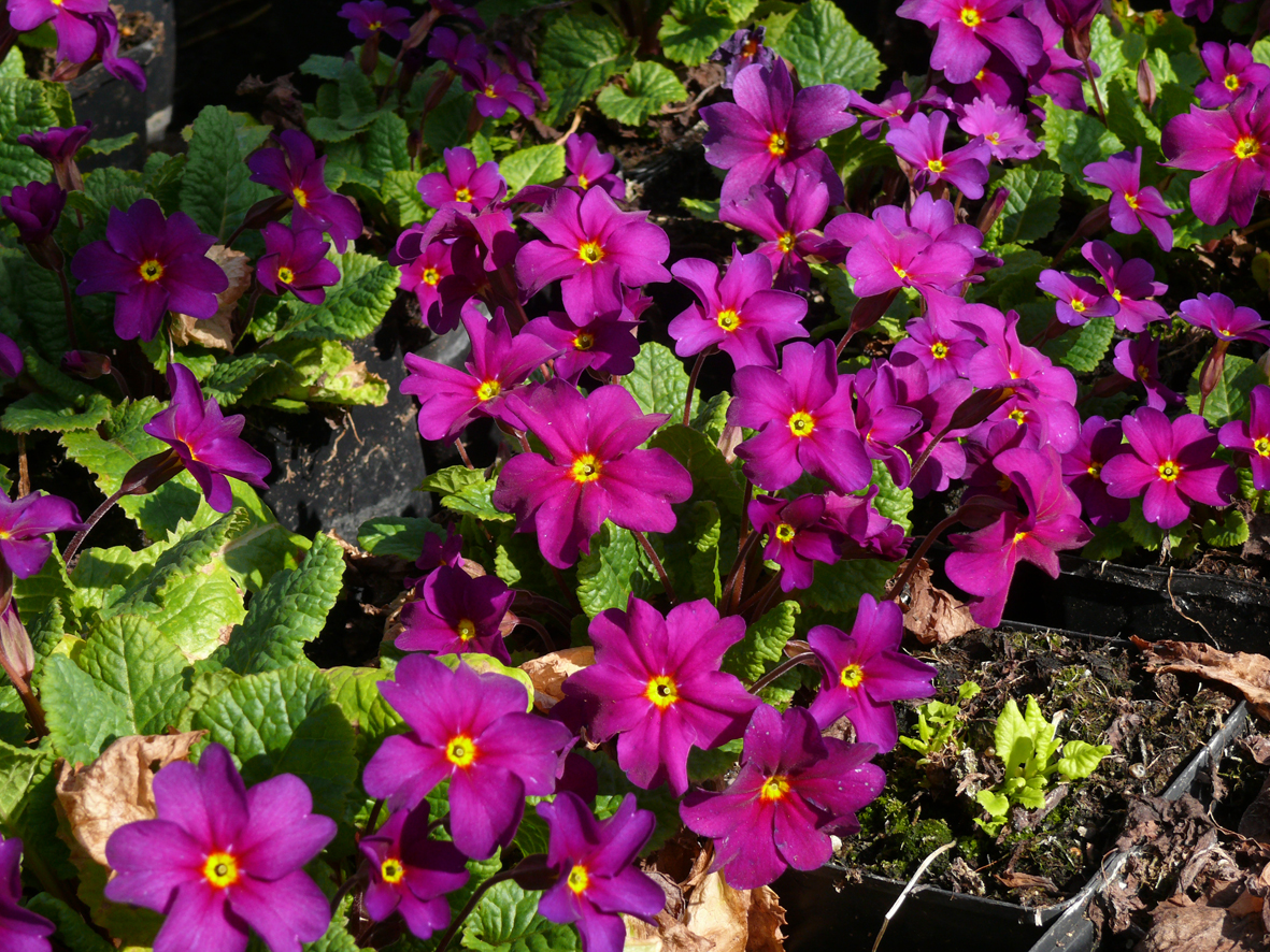 Primula pruhoniciana ”Perle von Bottrop"