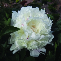 Paeonia lactiflora ”Festiva Maxima”