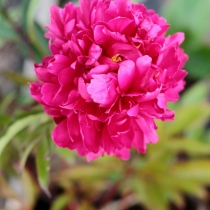 Paeonia lactiflora "Gem.Mac mahon"