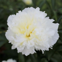 paeonia_lactiflora_shirley_temple