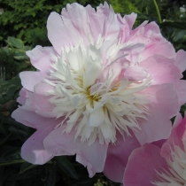 Paeonia lactiflora ”Sorbet”