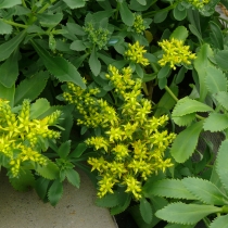 Phedimus (Sedum) takesimensis