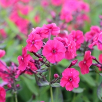 Phlox paniculata ”Cherry red”