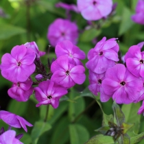 Phlox paniculata ”Lilac”