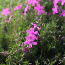 Phlox subulata ”McDaniel´s cushion”