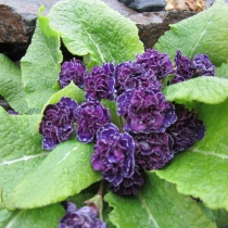 Primula vulgaris "Miss indigo"