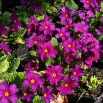 Primula pruhoniciana ”Perle von Bottrop"