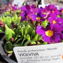 Primula pruhoniciana "Wanda"