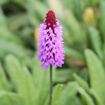 Primula vialii