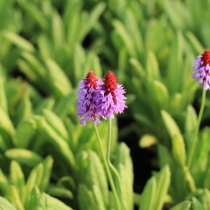 Primula vialii