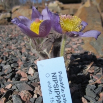 Pulsatilla patens