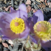 Pulsatilla patens