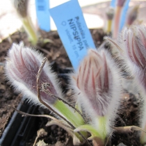 Pulsatilla patens