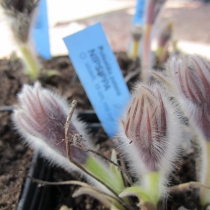 Pulsatilla patens