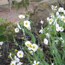 Ranunculus amplexicaulis