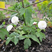 Ranunculus aconitifolius ”Plenifolus”