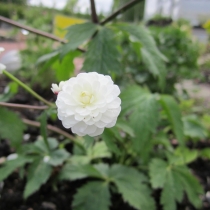 Ranunculus aconitifolius ”Plenifolus”