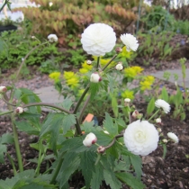 Ranunculus aconitifolius ”Plenifolus”