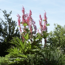 Rheum palmatum tanguticum